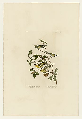 I. Golden-winged Warbler; 2. Cape May Warbler