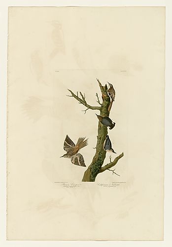 2. Pygmy Nuthatch