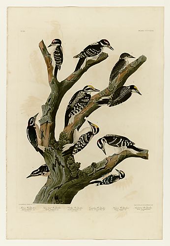 I., 3., 4., 5., 6. Hairy Woodpecker