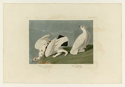 I. Rock Ptarmigan; 2. White-tailed Ptarmigan