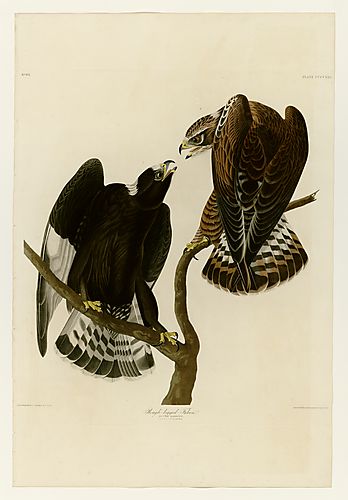 Rough-legged Hawk