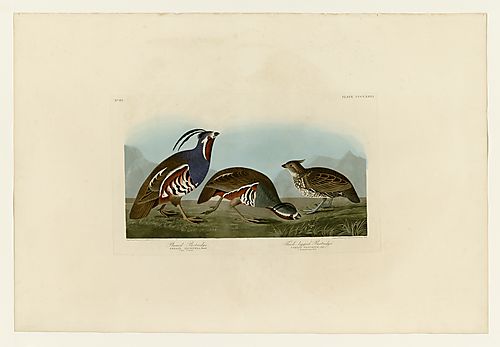 I. Mountain Quail; 2. Crested Bobwhite