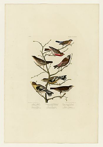 I. Lazuli Bunting; 2. House Finch; 3. Gray-crowned Rosy-Finch; 4. Brown-headed Cowbird; 6. Fox Sparrow