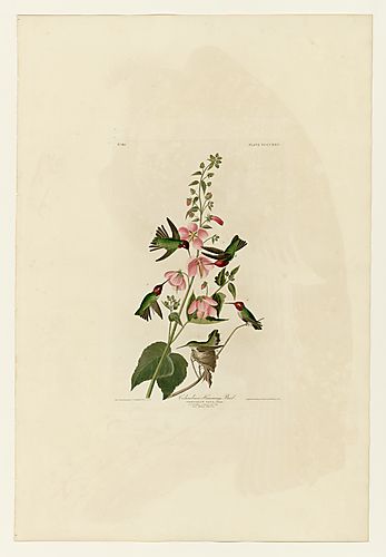 Anna's Hummingbird