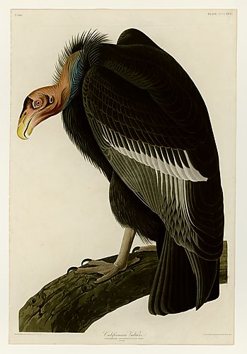 Californian Condor