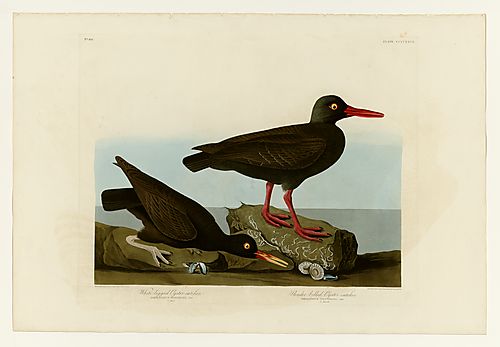 I., 2. Black Oystercatcher or American Black Oystercatcher