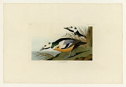 Steller's Eider