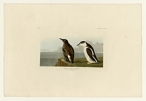 Marbled Murrelet