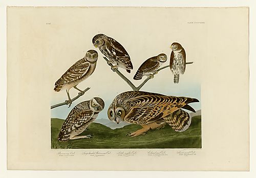2. Burrowing Owl; 3. Little Owl; 4. Northern Pygmy-Owl
