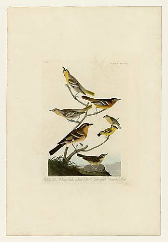 I., 2. Northern Oriole; 3. Lesser Goldfinch; 5. Northern Water Thrush