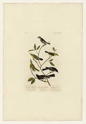 I. Least Flycatcher; 4. Red-eyed Vireo; 5. Western Wood-Pewee; 6. Black Phoebe