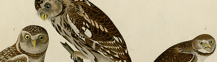 Audubon's Birds of America